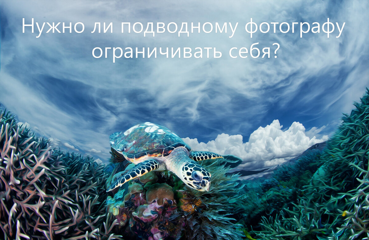 Черепахи, киты, скаты... разве они все не созданы для полетов?