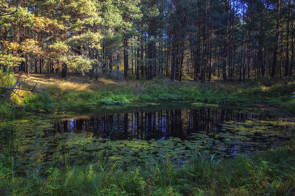 Вот он - тихий омут.