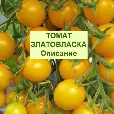 Томат златовласка. Сорт томата Ильди. Томат черри Ильди. Томат КИШ-Миш красный f1. Семена томата Ильди.