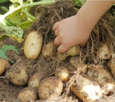 картофель сорта Удача