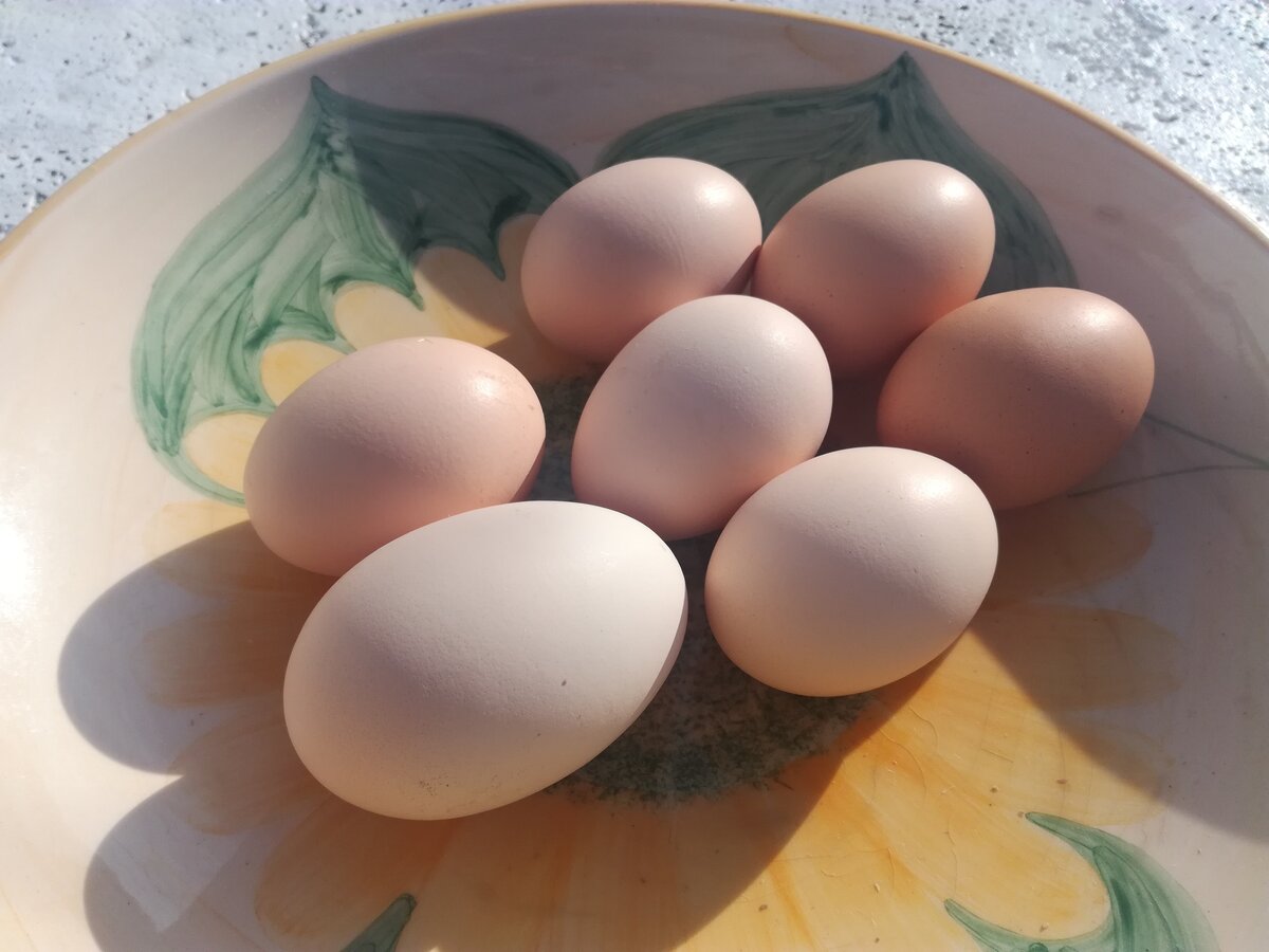 Утиное яйцо почти вдвое больше куриных