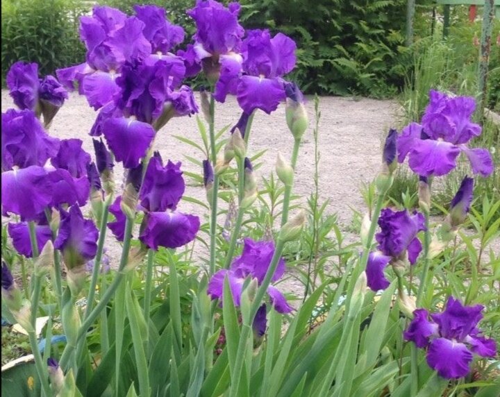 Небородатый ирис.