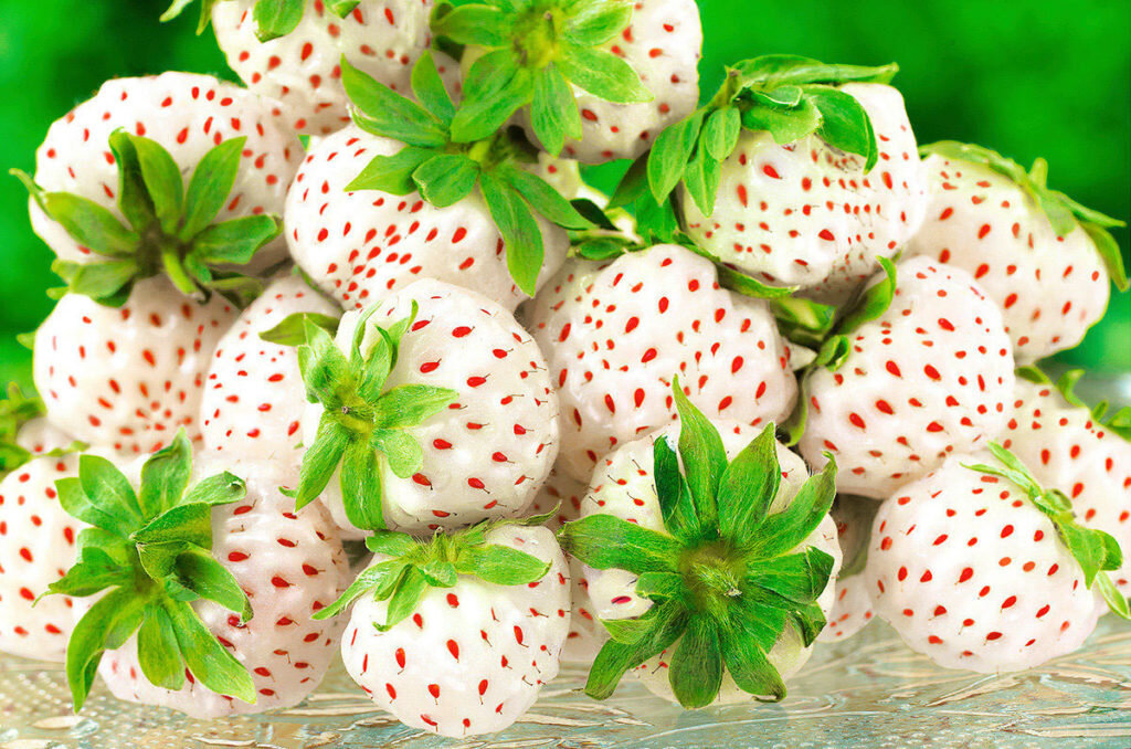 Клубника, с необычными белыми ягодами