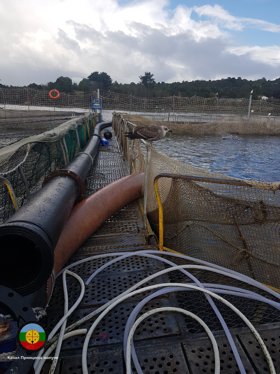 Конструкции садков с лососями на работе у Марко