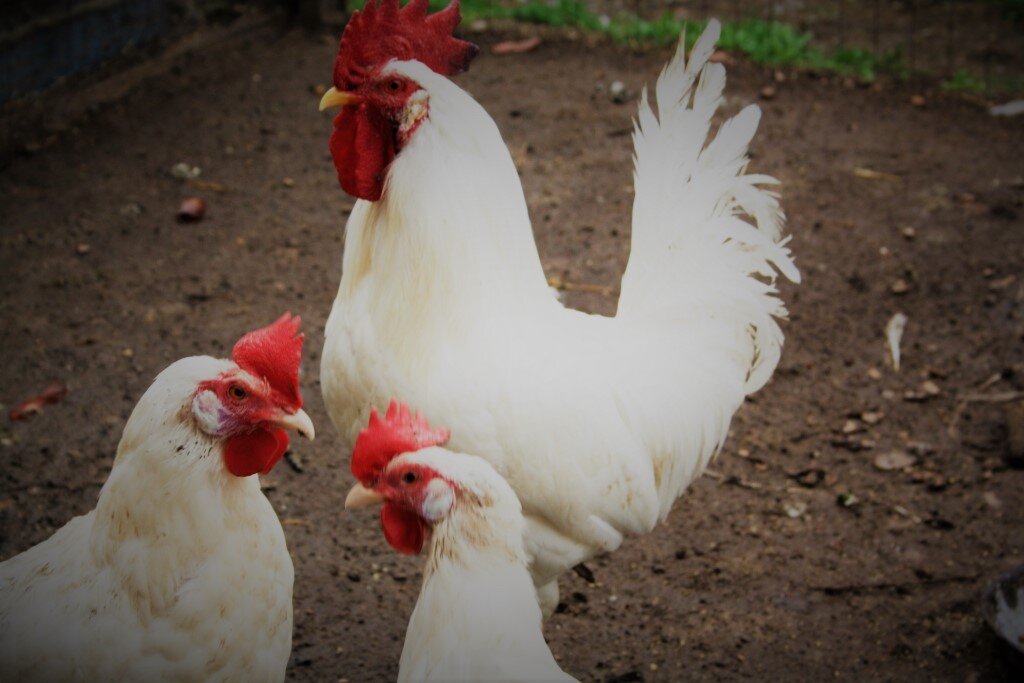 Леггорн белый стандарт. Немецкая линия в ПП Леггорн.