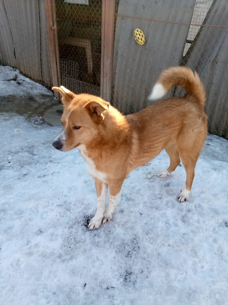 Вот он, наш Рыжий. честный, еще ждет любовь своей жизни!