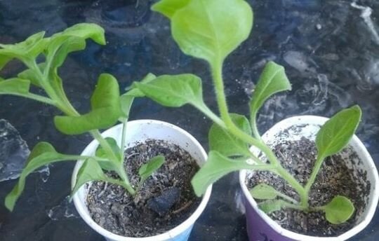 Как я выращиваю рассаду петунии — Сияние