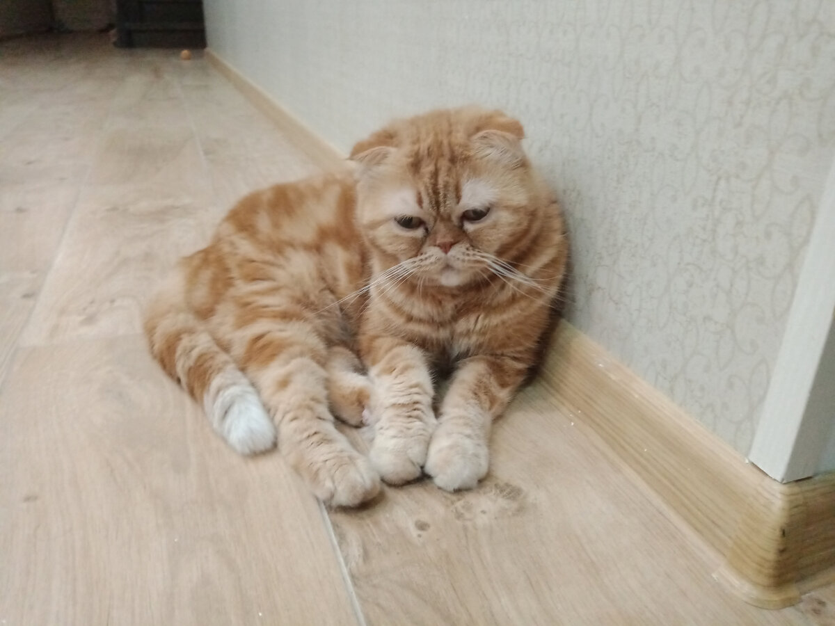 шотландская вислоухая или скоттиш-фолд