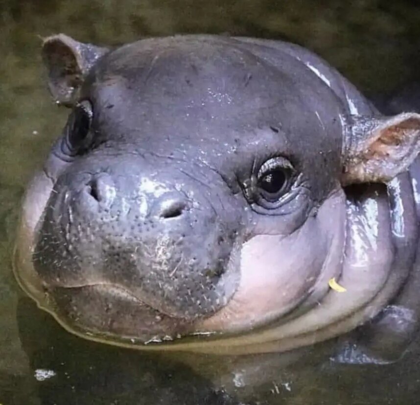 из интернета.