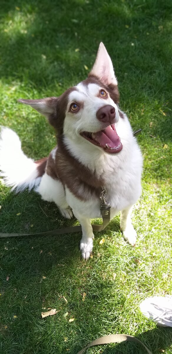 Это Макси, он учится новым навыкам и хорошим манерам вместе со своей владелицей