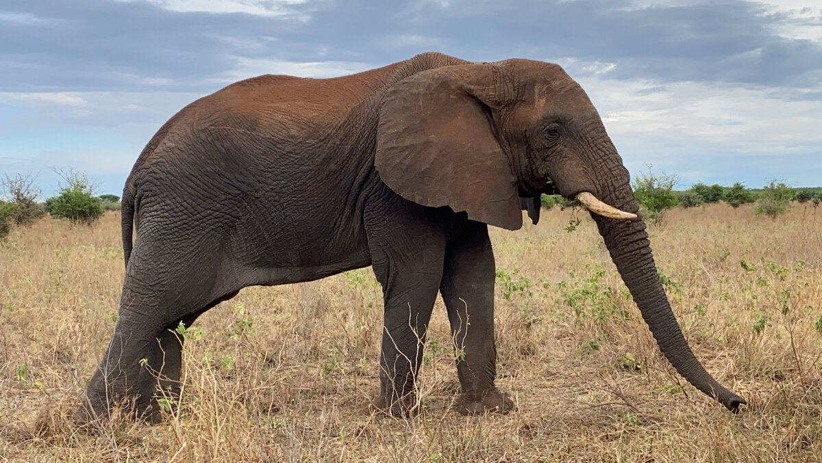 Что делал слон, когда пришел Наполеон?