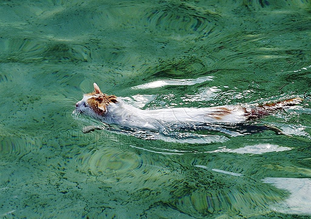 басс для кошки. кошка в воде. кот плавает. котик в бассейне. коты купаются.