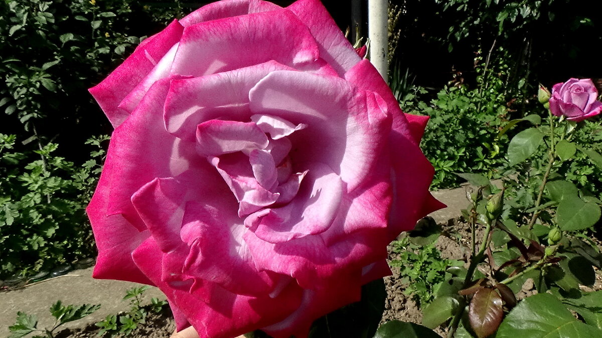 Чайно-гибридная роза "Парадиз"