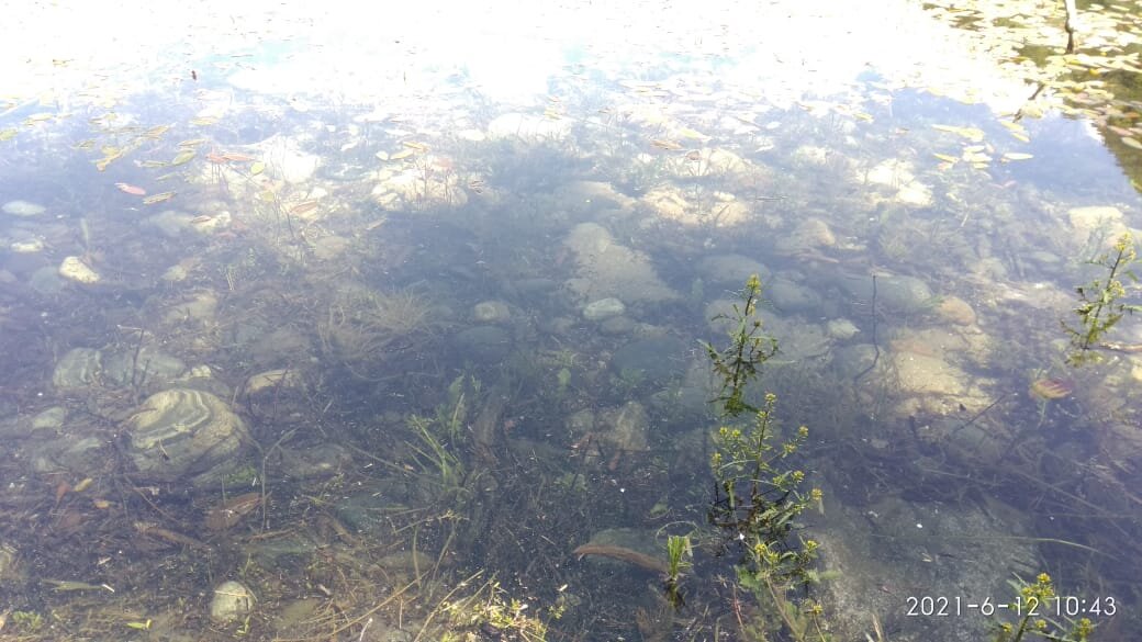 Озеро. Удивительно! Плавают мальки и очень интересные растения растут прям в воде.