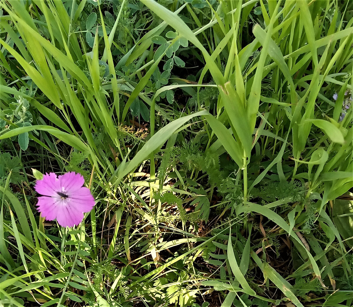                                         Одинокий цветок ( фото автора канала)