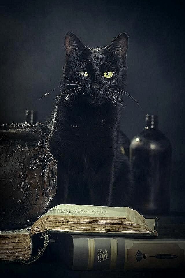 Ведьмин кот фото