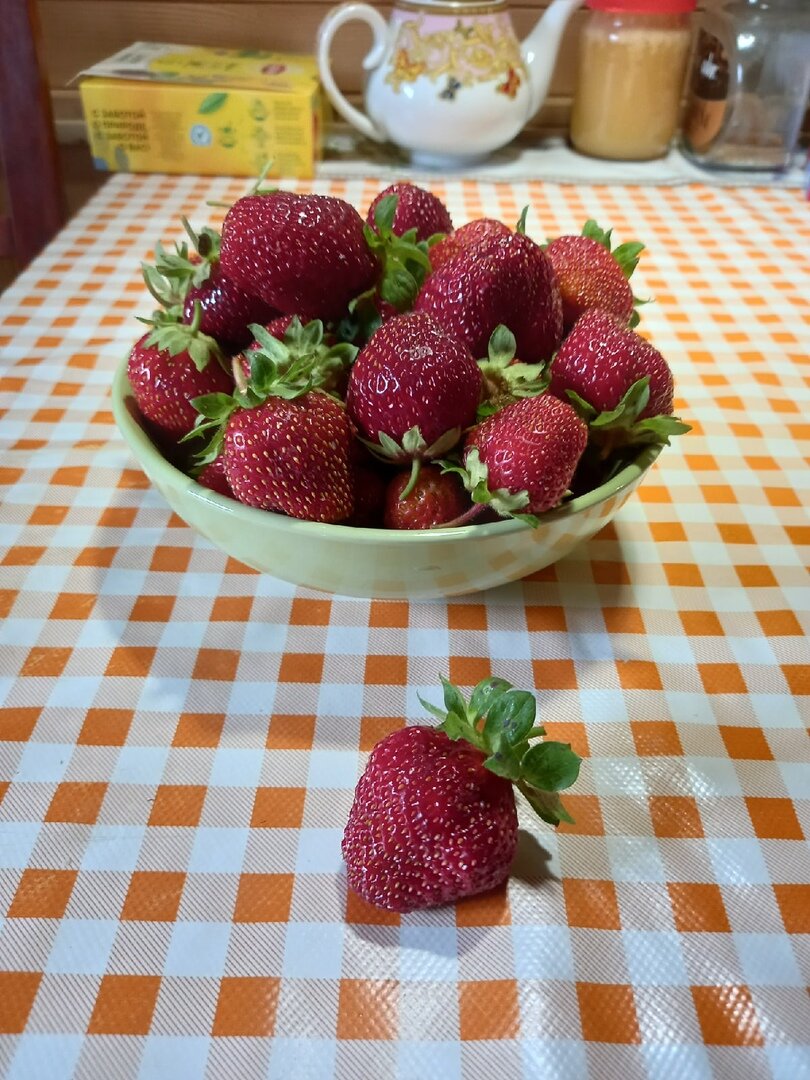 Это малая часть нашего первого урожая. Фото автора