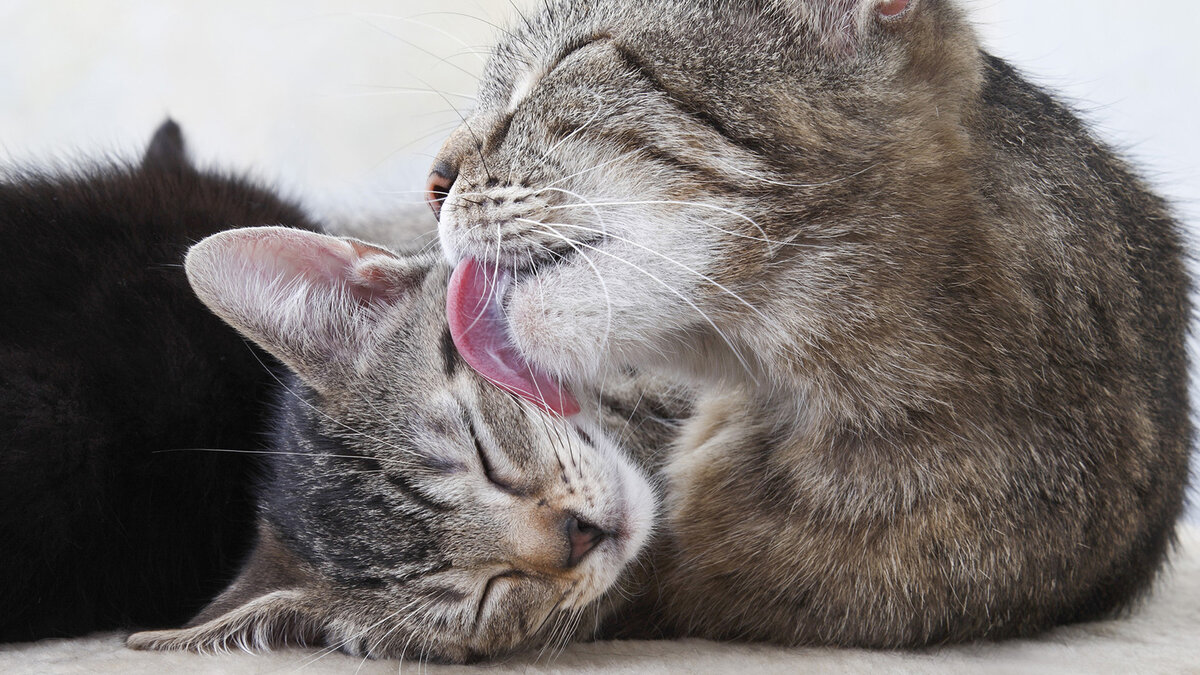 Кот часто лижет. Кошки любовь. Котики обнимаются. Котик облизывается. Котенок лижет.