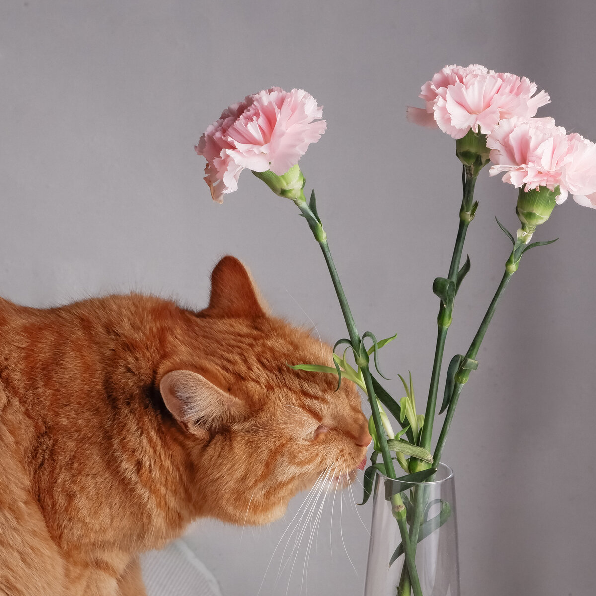 Фото автора. Моя лапуля по имени Тигр