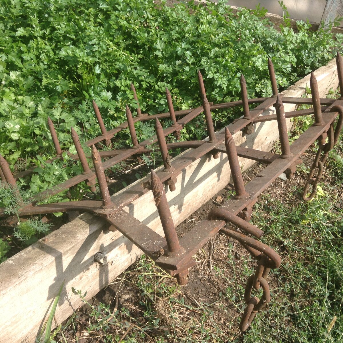 Личное фото. Борона, виновница торжества..