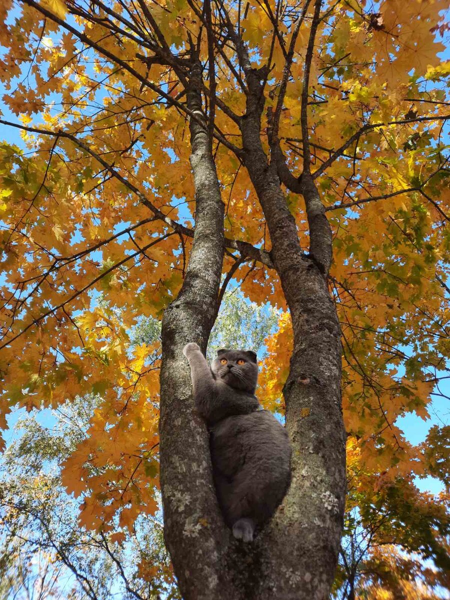Котики тоже скучают, тоскуют, и возможно переживают. Этот сидит на дереве и всматривается в даль. И дело не в том, что кот не может наглядеться на золотую осень. Скорее всего он думает о том, когда же придёт хозяин?