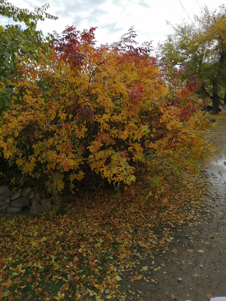 Утренняя прогулка. По золотому шуршанию листьев. 