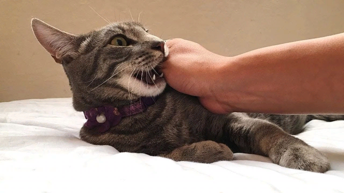 Почему кошка кусает. Кусачая кошка. Кошка царапается. Котик кусает руку. Кот вцепился в руку.