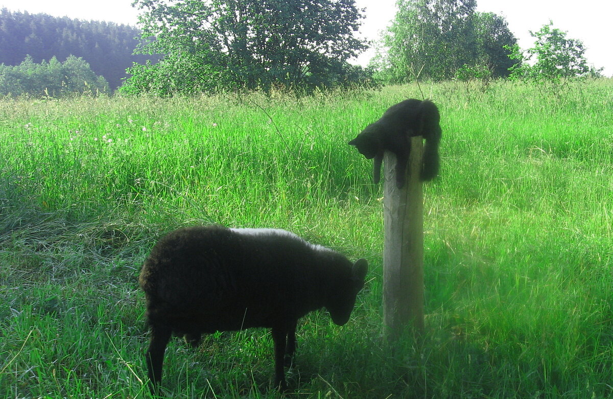 Баран Ахмед и кот Гитлер. Перунова Слобода, 2011 г