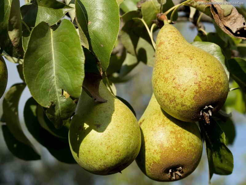 Оптимальные условия для выращивания