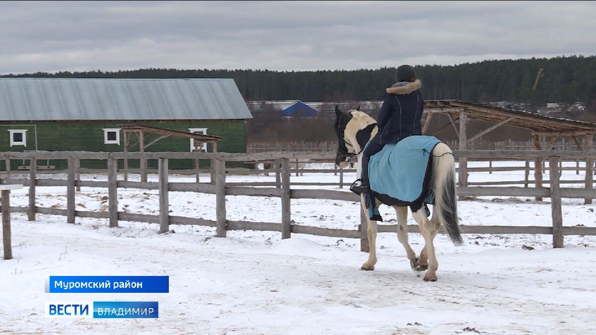 Не просто серые, рыжие и гнедые: Где живут лошади с уникальным окрасом? |  ГТРК 