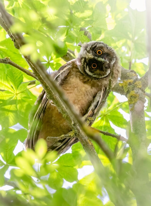 Фото из открытого источника. Автор Erik Karits