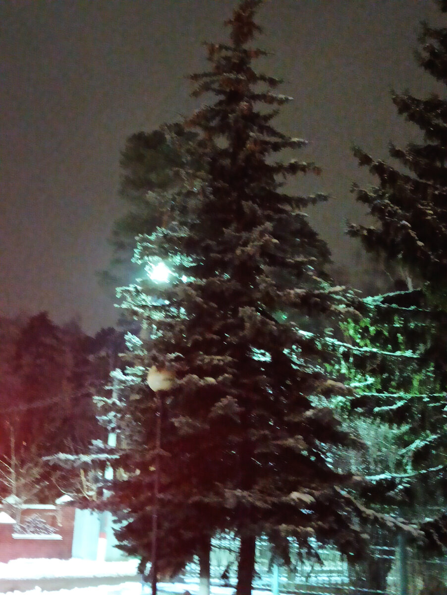 Декабрь щедр на снег и стужу...А до чего славно у нас среди елей и сосен!