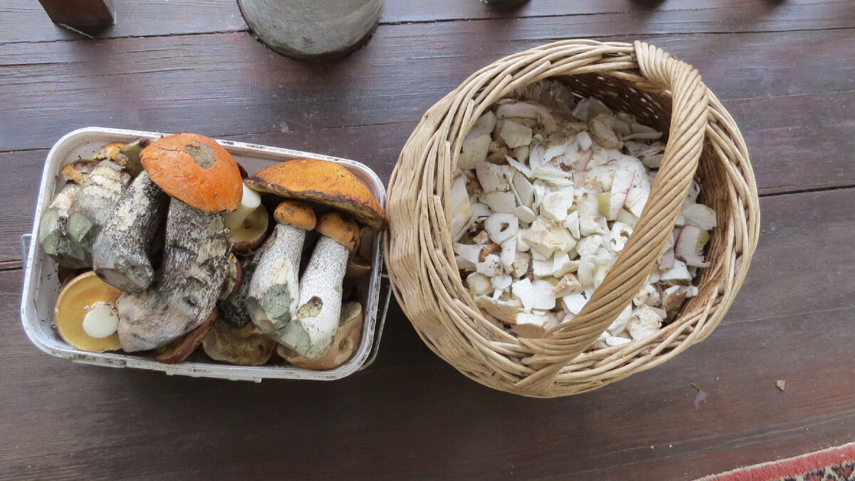 Дают несколько волн за сезон - в основном четыре  июнь, начало августа, сентябрь и последняя - под снег уходит, в октябре. Собирать я их люблю. но потом чаще всего вручаю кому нибудь безгрибному)) Ну куда столько ног девать? На фото - обрезки белых на суп соседским алабаям и подосиновики - их хозяевам.