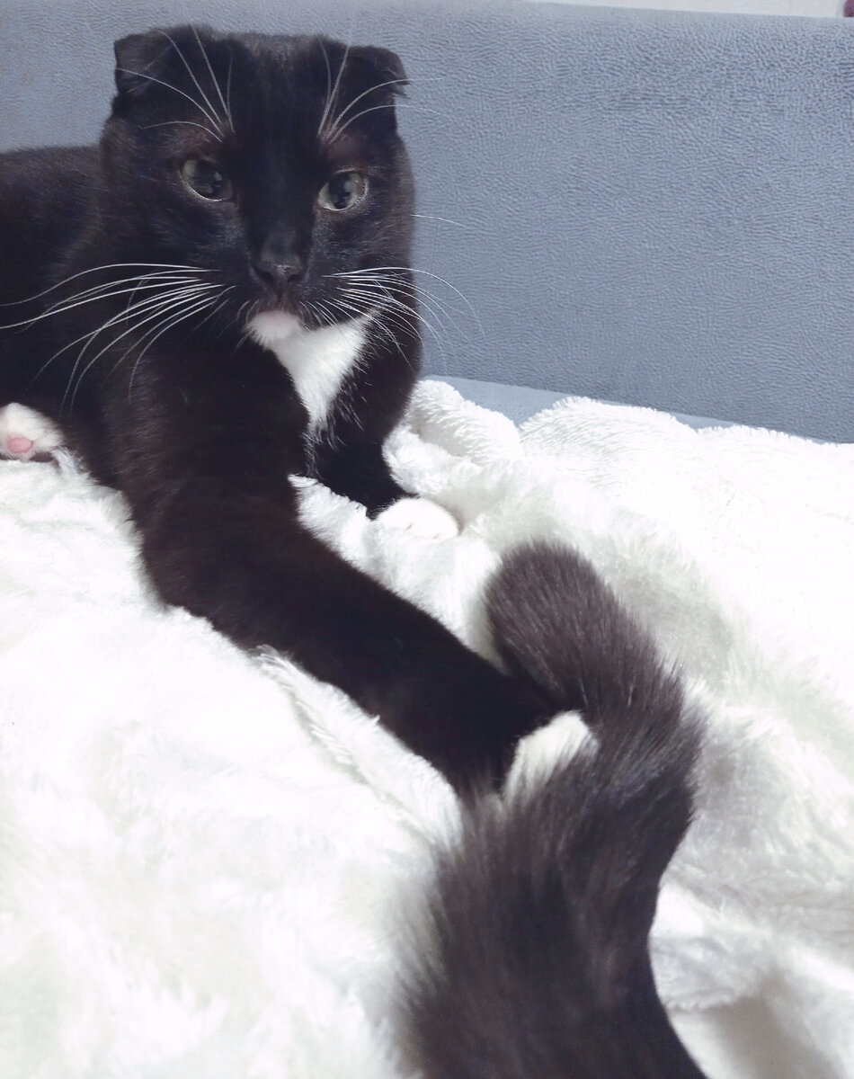 Угадайте, чей хвостик поймал Сурен