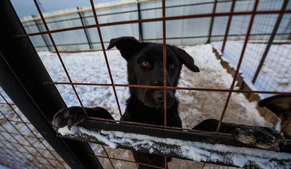 yakutskcity.ru На пожизненное содержание тысяч собак в приютах нужны громадные суммы  