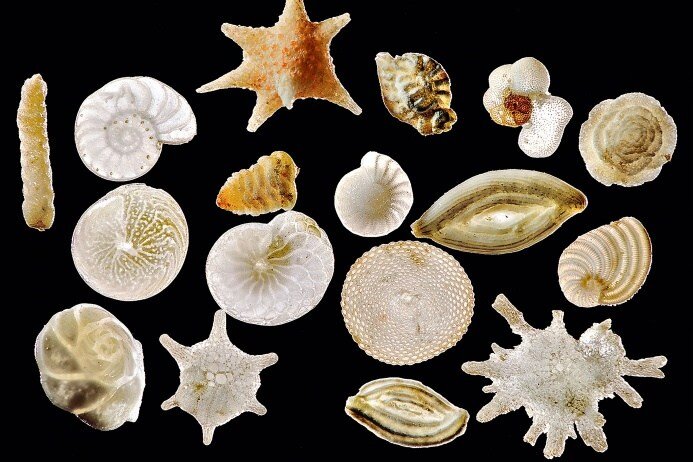 Разнообразие современных фораминифер. Фото из Интернета