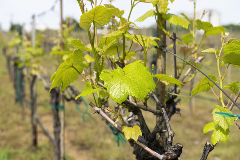 Как размножать виноград черенкованием