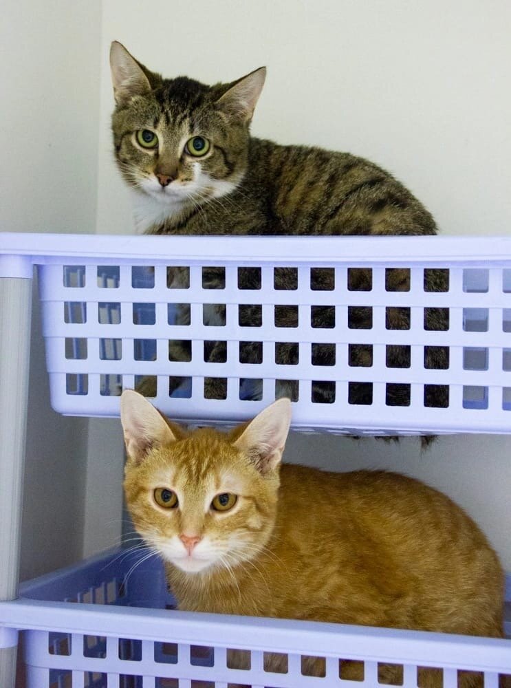 Вот так занимаются места в контейнерах))) эти малыши ищут дом, но у них лейкоз, отдаём только в семью без котов, или можно взять двоих в одну семью