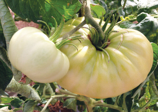 Большой Бифштекс Белый. Фото используется с сайта agronomya.com