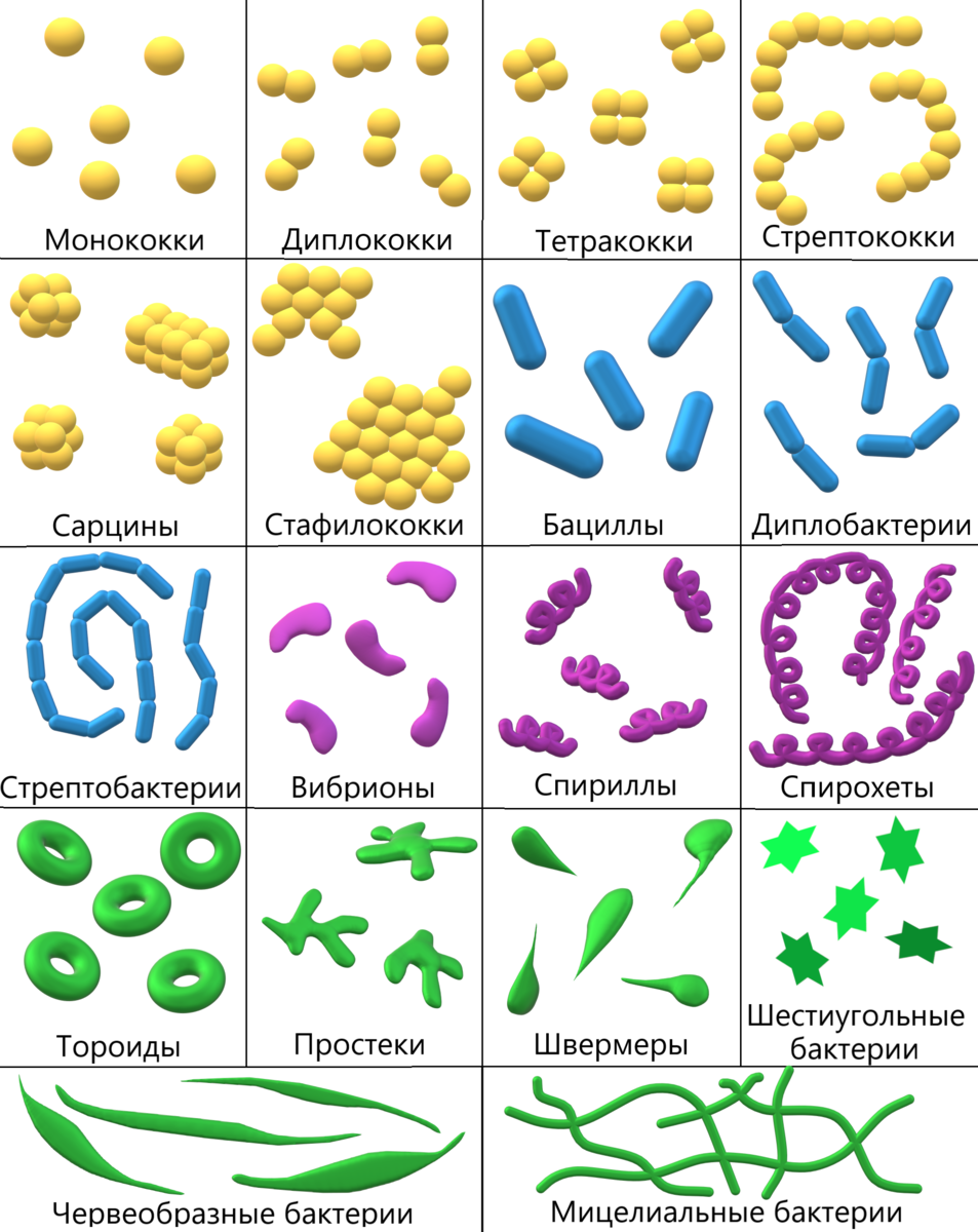 Различные формы бактерий