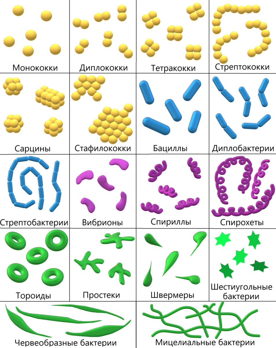 Бактерии микрококки (69 фото)