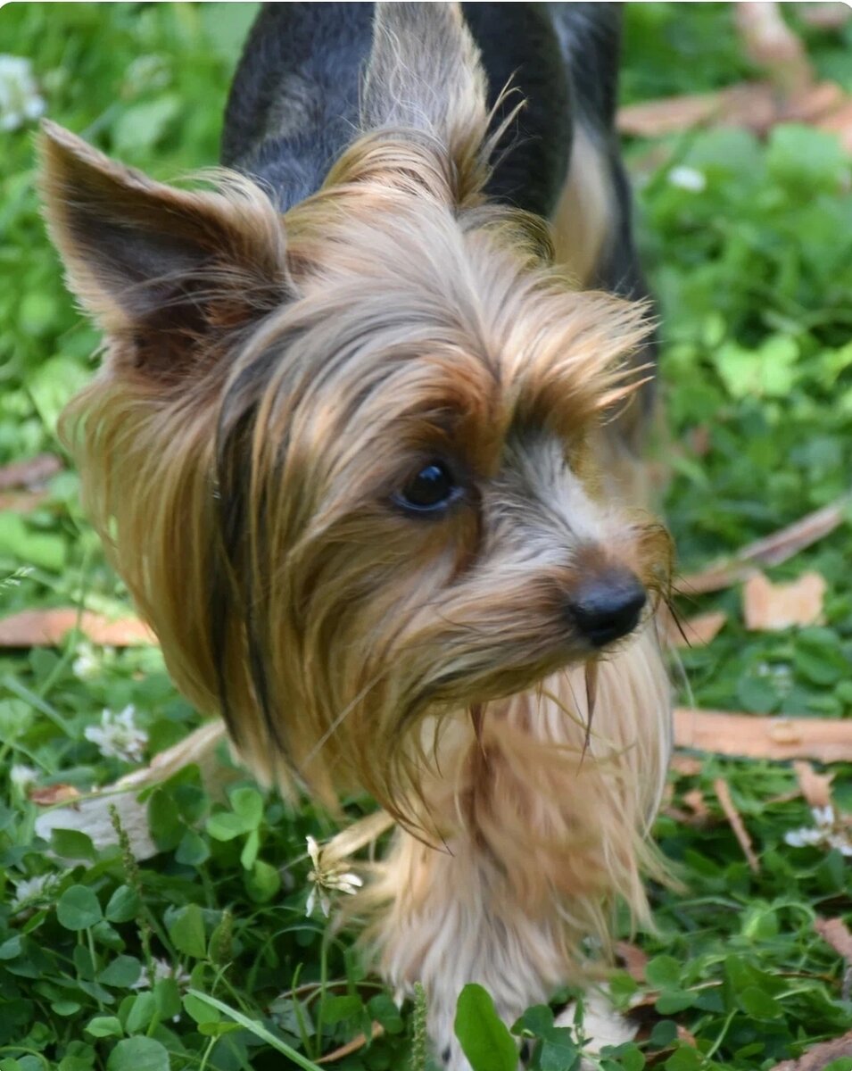 Мой вредный Тася