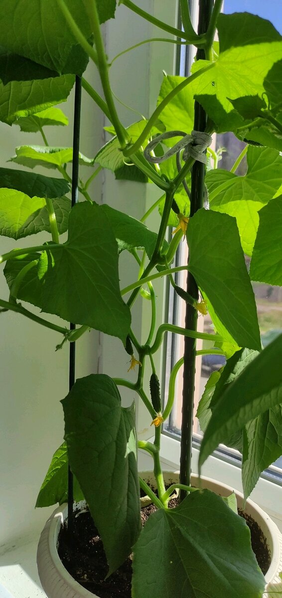 36 дней с момента посадки семечка в грунт.