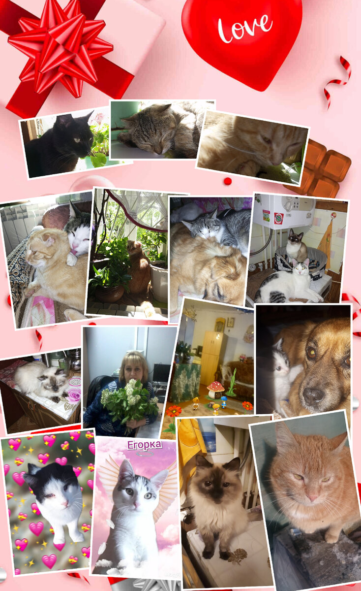 Обитатели приюта "солнышко"