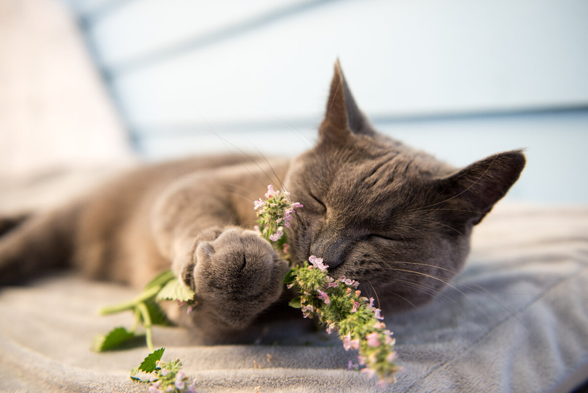 Кошачий кайф. Кошачий кайф мята. Мята обои кошка. What does Catnip do to Dogs.