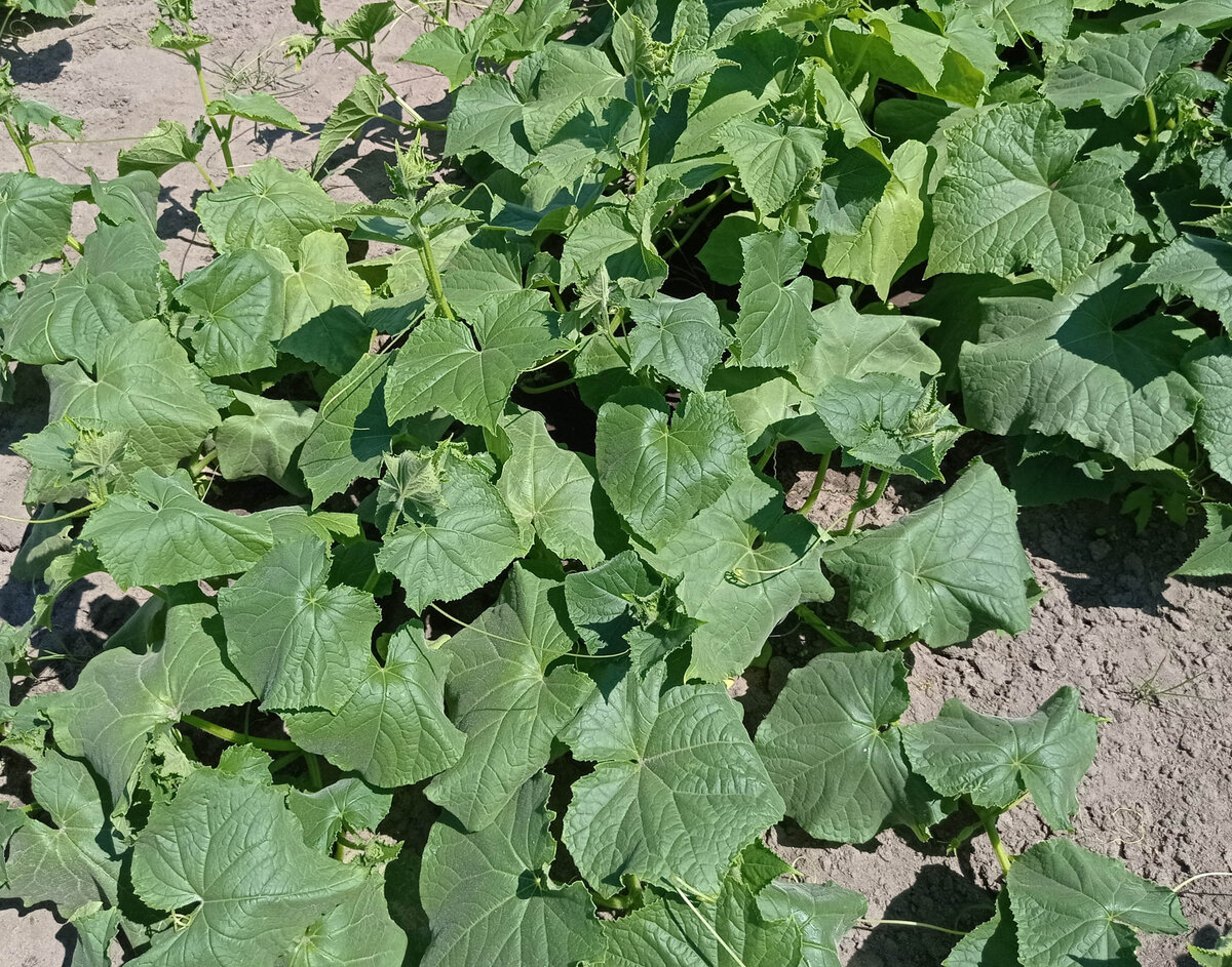 Фото: Наталия Губанова