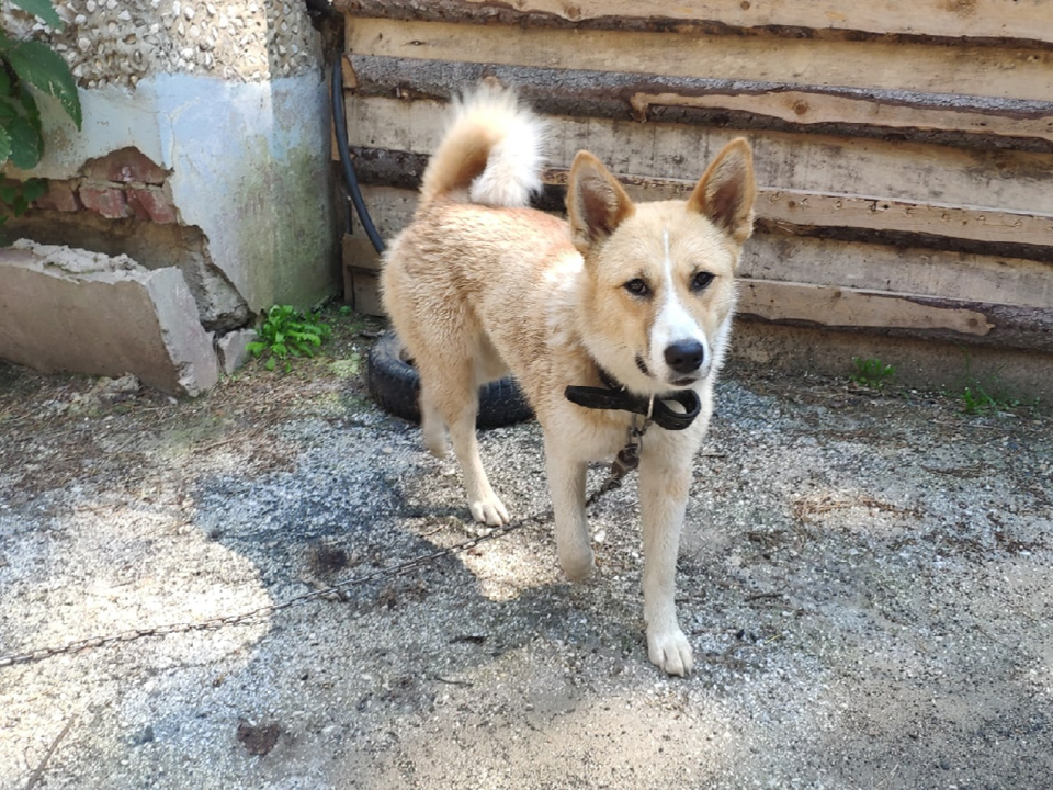 Красивая молодая собака