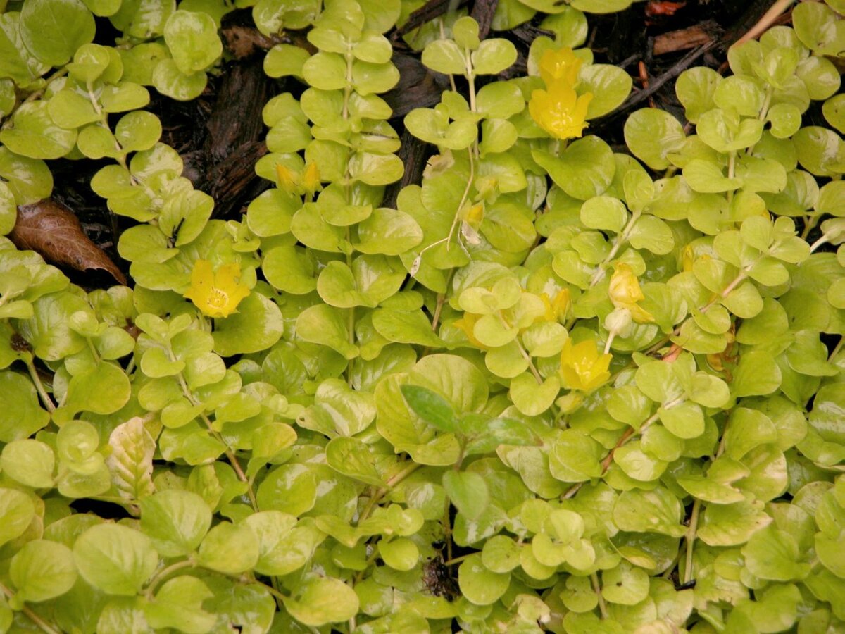 Вербейник монетчатый Goldilocks