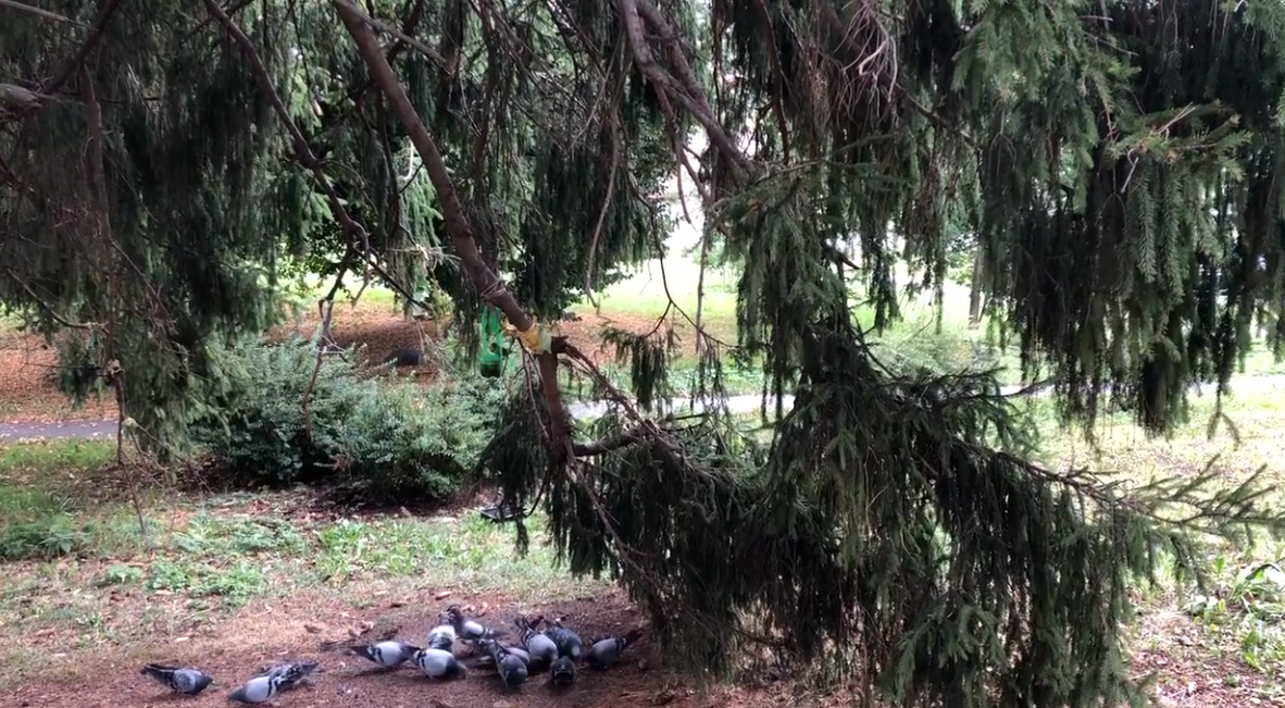 Кадр из видео