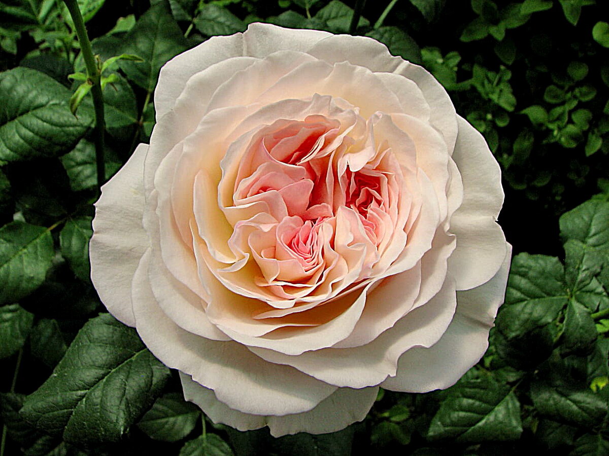 Розы на весну 2023 года из питомника - Rose_bushes.ru 